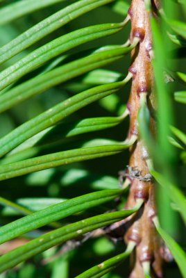 Pseudotsuga menziesii, douglasii 'Glauca Pendula' - douglaska tisolistá - jehlice
